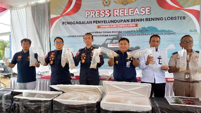 Benih Lobster Kepri Senilai Rp12,9 Miliar Gagal Diselundupkan ke Malaysia