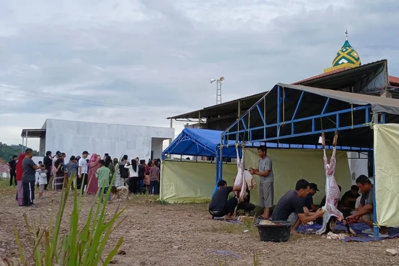 41 Sapi dan 3 Kambing Kurban Pemko Batam Siapkan, Kemenag Catat 1.020 Titik Salat Iduladha